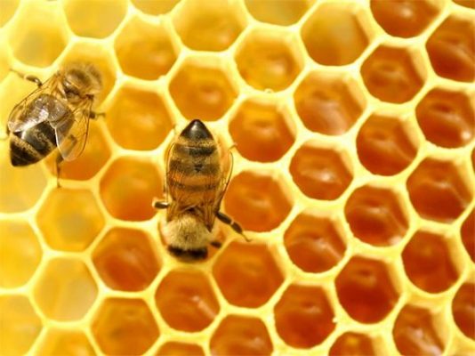 Tác dụng của sáp ong ngâm rượu